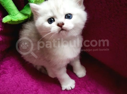 Ns 11 33 Silver Shaded British Shorthair Yavrular görsel