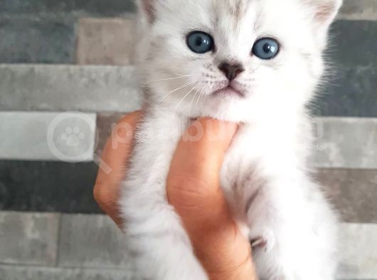 Ns 11 33 Silver Shaded British Shorthair Yavrular görsel