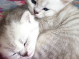 Ns 11 33 Silver Shaded British Shorthair Yavrular