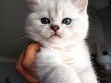 Ns 11 33 Silver Shaded British Shorthair Yavrular