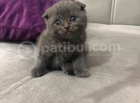 Scottish Fold & Scottish Straight görsel