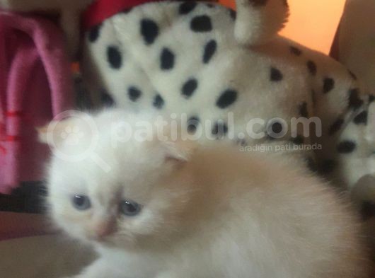 A Kalite Scottish Fold Yavru görsel