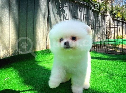 Bembeyaz Özel Seri Safkan Pomeranian Kızımız Lita görsel