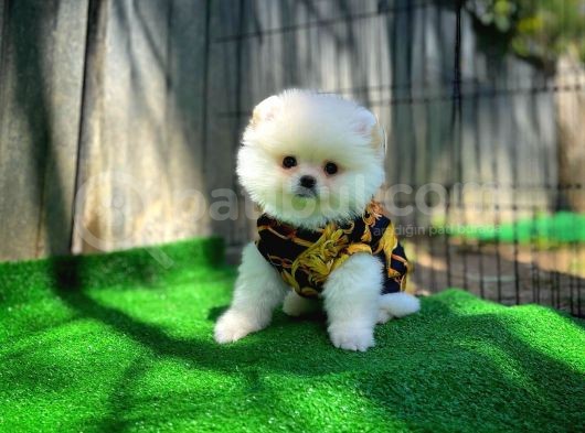 Bembeyaz Özel Seri Safkan Pomeranian Kızımız Lita görsel