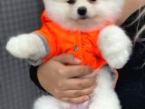 Pomeranian Boo Yavrulari