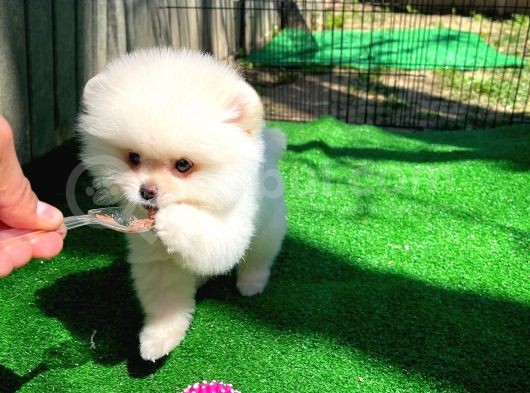 Bembeyaz Özel Seri Safkan Pomeranian Kızımız Lita görsel