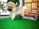 Yarışma Adayı Basık Burun Ayı Surat Boo Pomerani̇an Oğlumuz Dony
