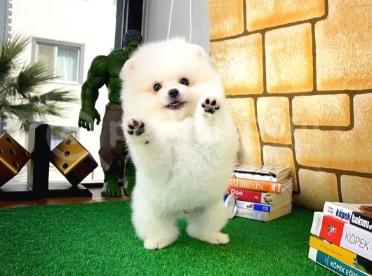 Yarışma Adayı Beyaz Seri Safkan Pomeranian görsel