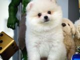 Yarışma Adayı Beyaz Seri Safkan Pomeranian