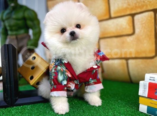 Yarışma Adayı Beyaz Seri Safkan Pomeranian görsel