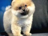 A Plus Safkan Boo Pomeranian Oğlumuz Marshall