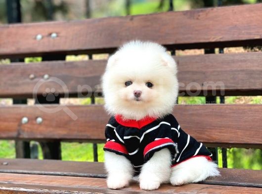 Pomeranian Boo Yavrulari görsel