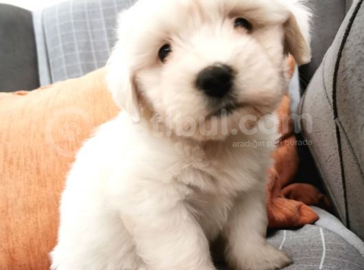Maltese Terier Bebeklerim görsel