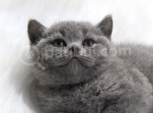 Blue Di̇şi̇ Brittish Shorthair Yavru