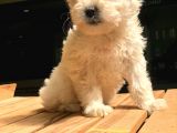 2.5 Aylik Di̇şi̇ Malti̇poo