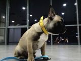 Orj. Babyface French Buldog Bebeklerimiz