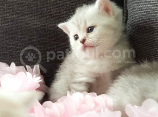British Shorthair Silver Yavrularımız Yuva Arıyor (Son 1 Adet Kaldı) görsel