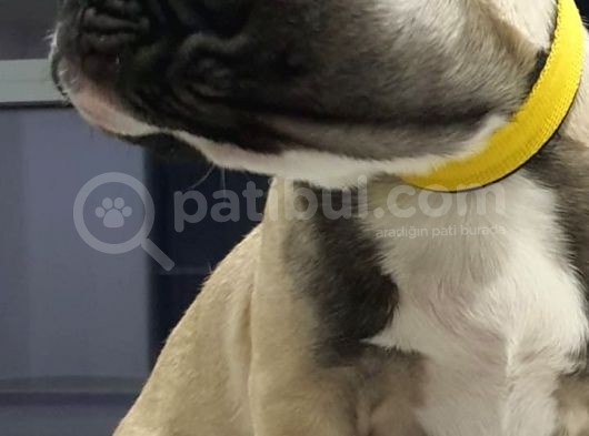 Orj. Babyface French Buldog Bebeklerimiz görsel