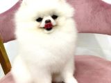 POMERANİAN BOO YAVRULARI