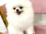 Pomerani̇an Boo Yavrulari