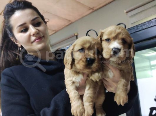 A Kali̇te Ameri̇kan Cocker Bebekleri̇mi̇z görsel