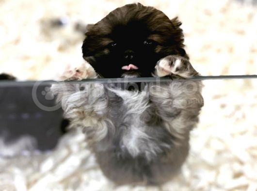 Orj. Babyface Peki̇nes Bebeklerimiz görsel