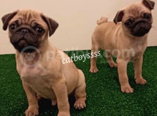 Orjinal Pug Mops Erkek Yavrular görsel