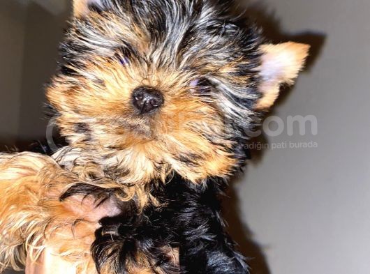 Dişi Yorkshire Terrier görsel
