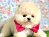 Pomeranian Boo Yavrulari... ♡