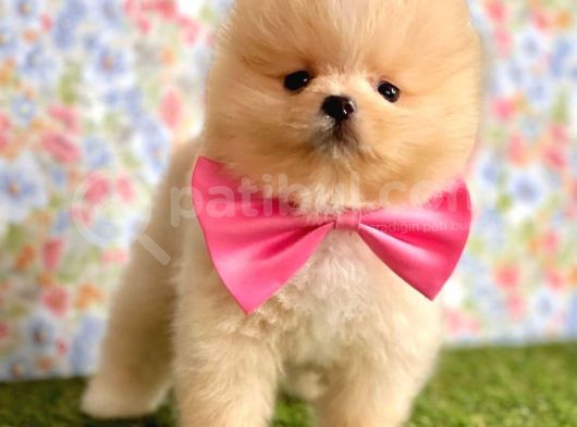 Safkan Beyaz Pomerani̇an Teddy Bear görsel