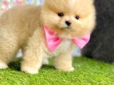 Safkan Beyaz Pomerani̇an Teddy Bear