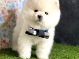 Safkan Beyaz Pomerani̇an Teddy Bear Di̇şi̇ Ve Erkek