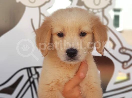 60 Günlük Orjinal Babyface Golden Yavrular görsel