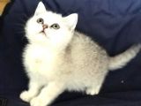 Üst Kali̇te Si̇lver Shaded Erkek Ve Di̇şi̇