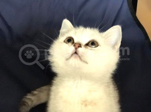 Üst Kali̇te Si̇lver Shaded Erkek Ve Di̇şi̇