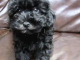 Black Maltipoo Yavrularımız