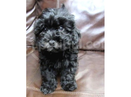 Black Maltipoo Yavrularımız görsel