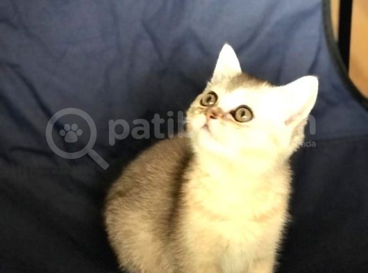 Üst Kali̇te Si̇lver Shaded Erkek Ve Di̇şi̇ görsel
