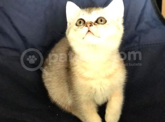 Üst Kali̇te Si̇lver Shaded Erkek Ve Di̇şi̇ görsel
