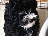 Black Maltipoo Yavrularımız