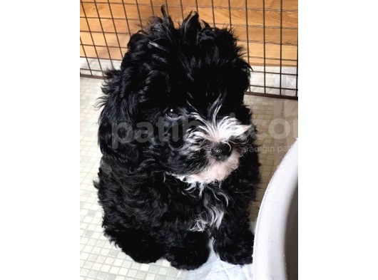 Black Maltipoo Yavrularımız görsel
