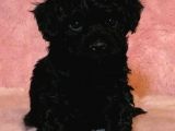 Black Maltipoo Yavrularımız