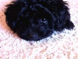 Black Maltipoo Yavrularımız