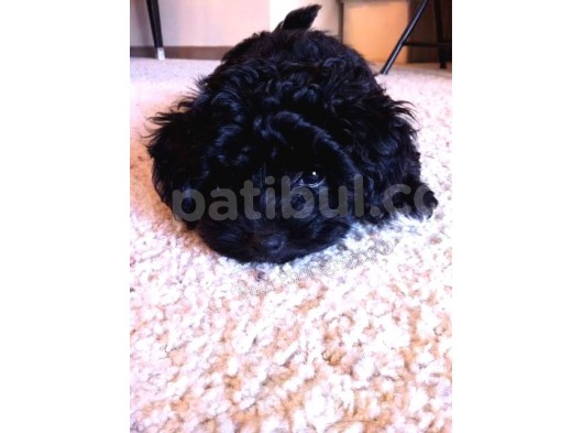 Black Maltipoo Yavrularımız görsel