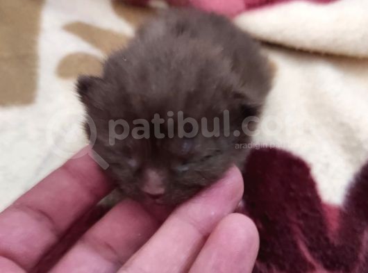 Nadir Renk Cholate Point Ve Scotish Yavrular görsel