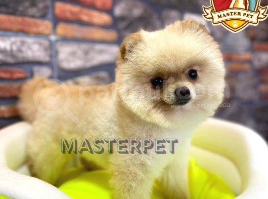Teddy Bear Pomerani̇an Boo görsel