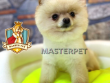Teddy Bear Pomerani̇an Boo