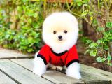 Yavru Pomerani̇an Boo