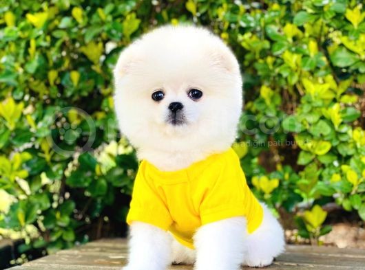 Yavru Pomerani̇an Boo görsel