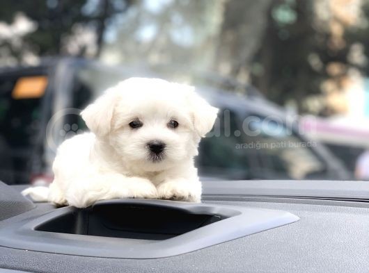 Irk Ve Sağlık Garantili Maltese Terrier Yavrularımız